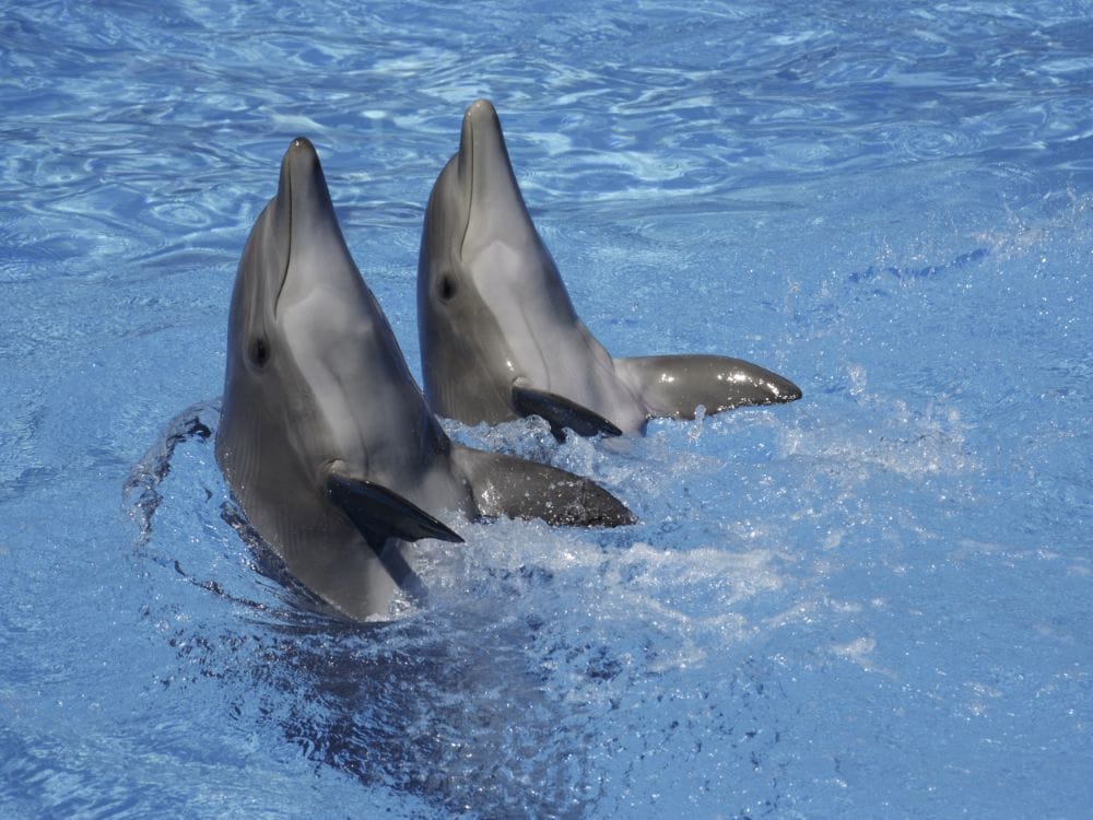 bottlenose-dolphins-holding-heads-out-of-water-lo-2025-10-16-23-31-07-utc