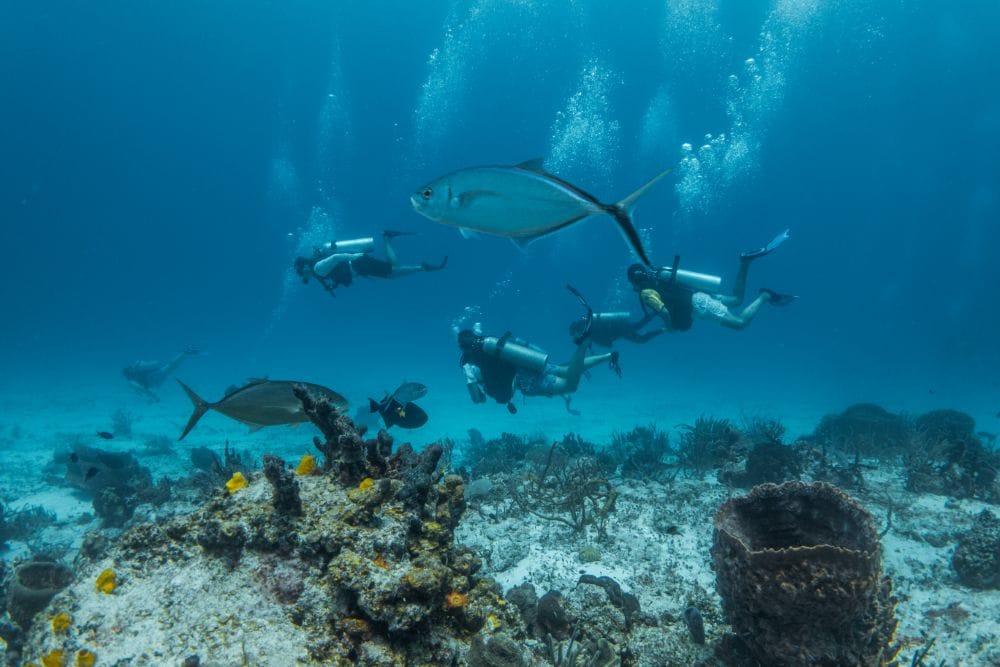 school of fish with divers in the background. diving in cozumel, mexico